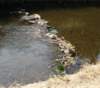 steppingstones2_small.jpg